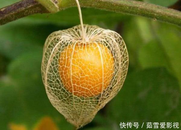 水果|这些水果换了一个洋名字,价格就翻倍了,遇到不要可上当