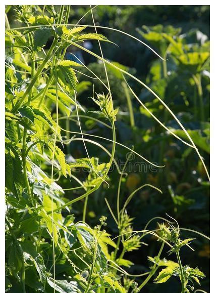 拉拉秧|看似没用的野草,拉拉秧是皮肤克星,这些用途能改变你的看法