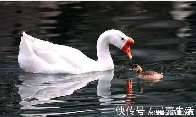 点画&《兰亭序》点画之四三点水、横三点、横四点、聚四点