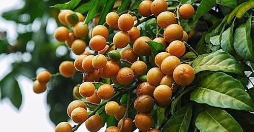 呵护|女性到了中年,推荐3种食物,美白护肤、呵护身体,早吃早受益