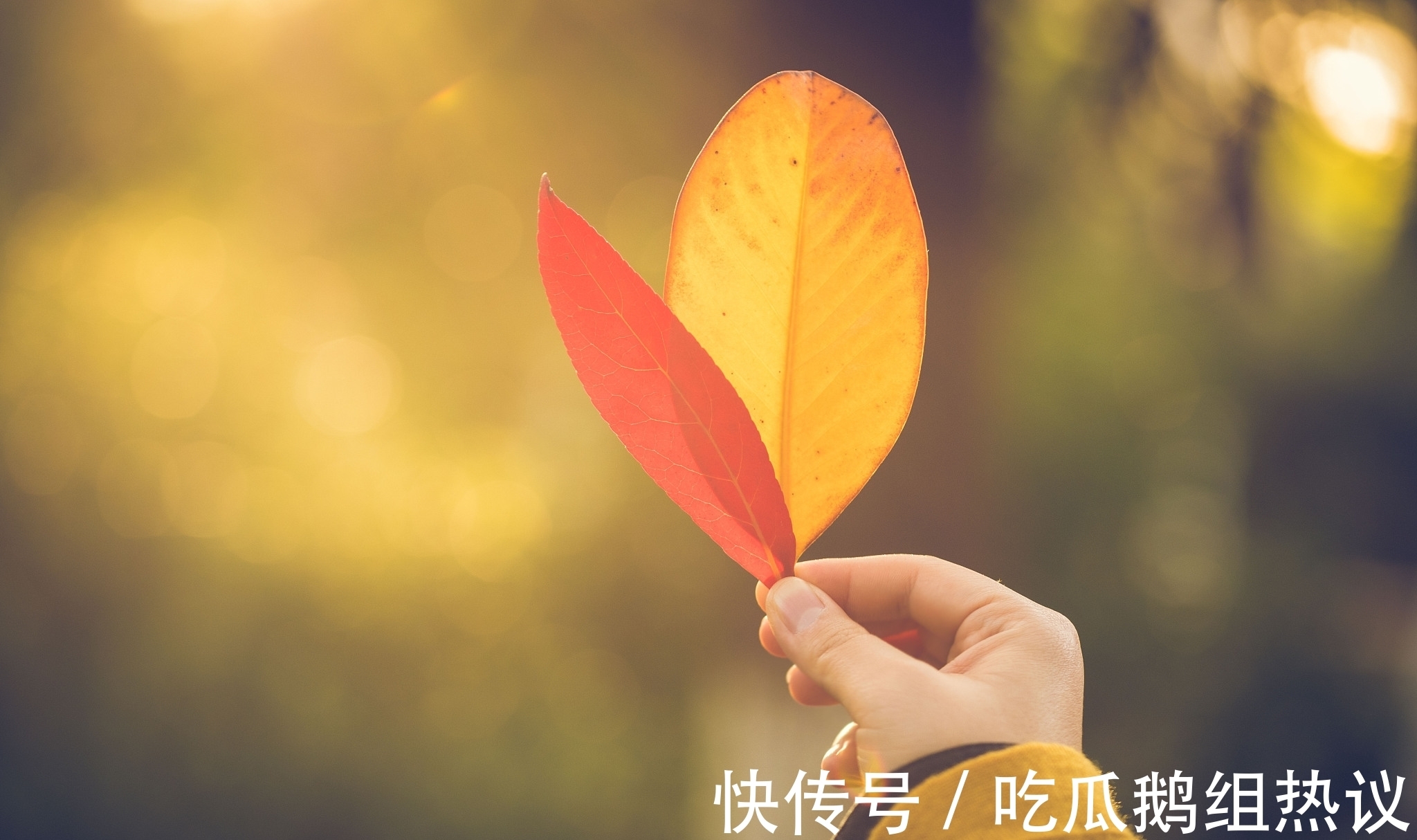 芰荷|古月寂寥潜入户,芰荷憔悴已知秋。《知秋》对联26副