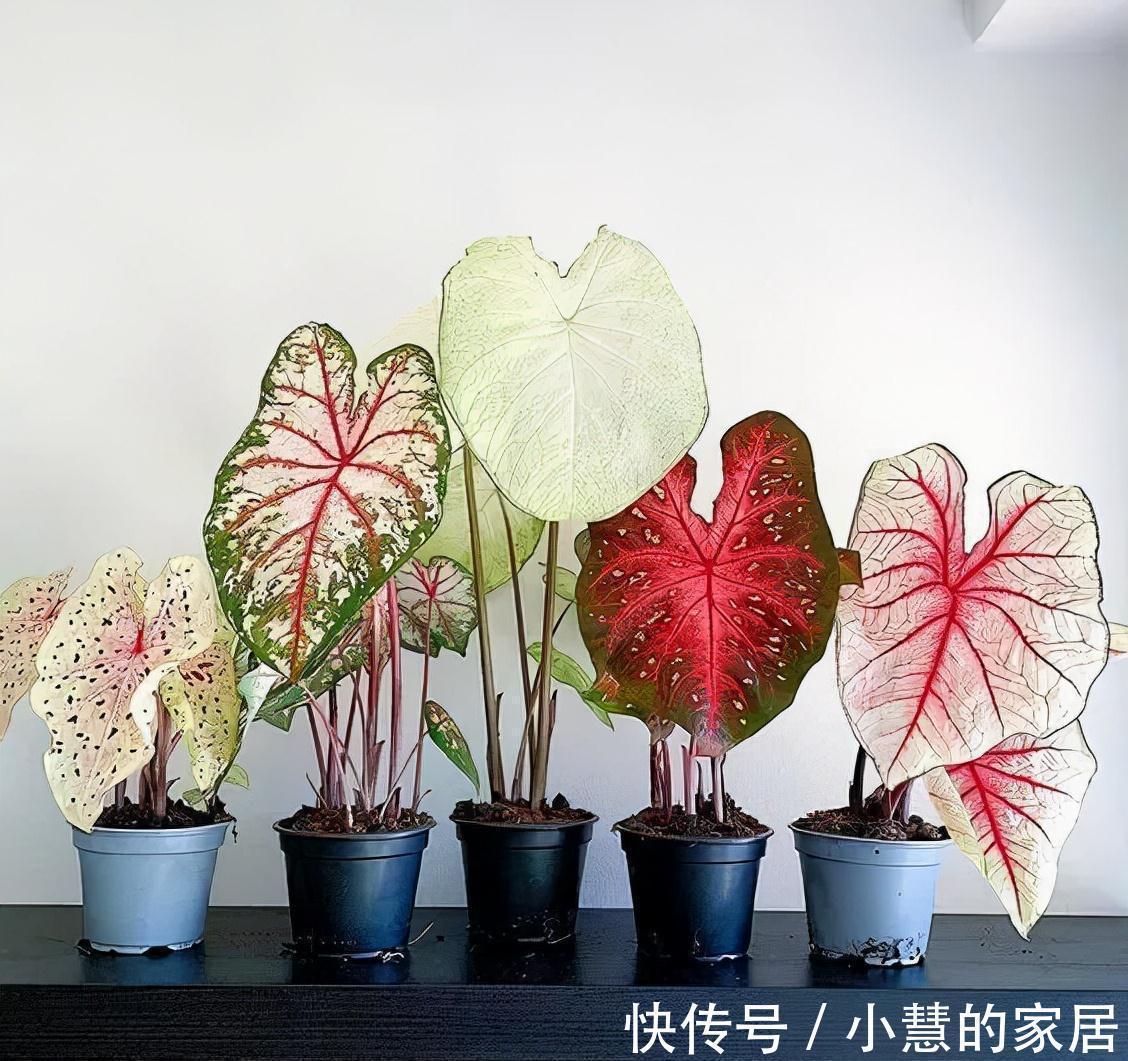 复合肥|公认的“12种耐阴花”,有点散光就能长,花叶俱美有格调