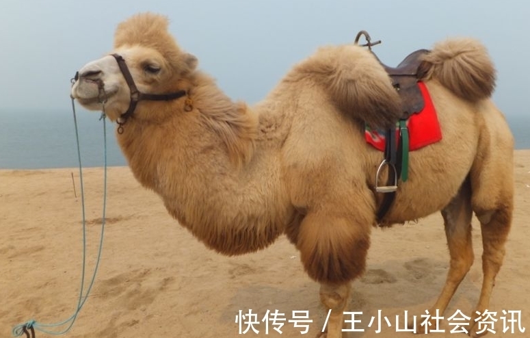 胡地@8位诗人写的8首经典《凉州词》,有多少人只读过王翰和王之涣的?