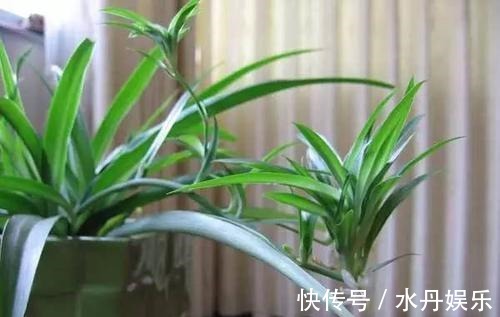 百花姐姐|5种花,再喜欢也别搬去“晒太阳”,不然半天就“黄叶”!