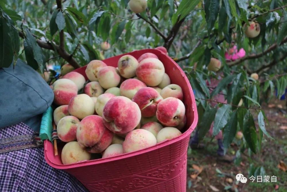 冬桃基地|冬天还有新鲜桃子吃？蒙自人太幸福了！
