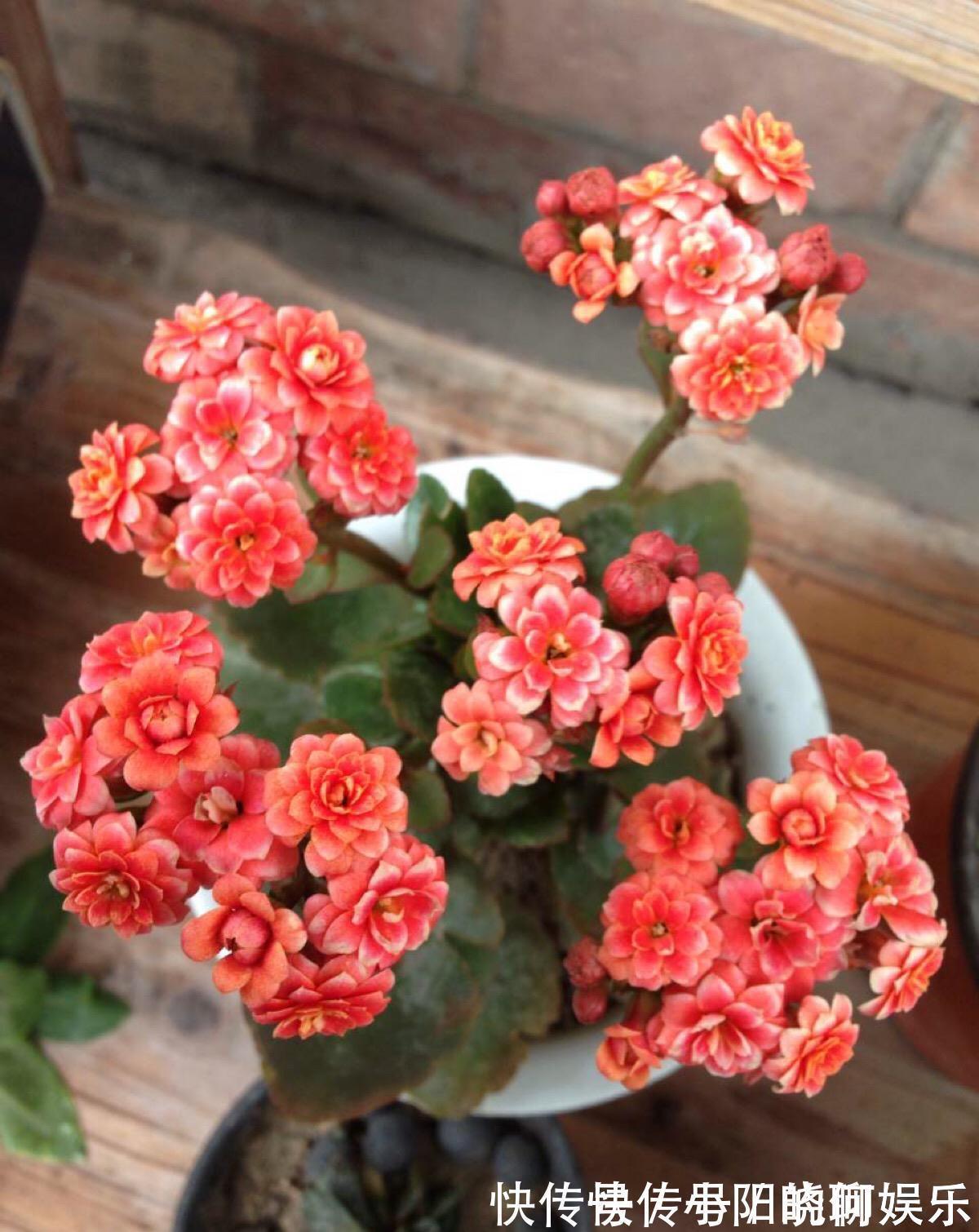 6种漂亮花,都有“好寓意”,喜欢的话养一盆,吉祥又大气