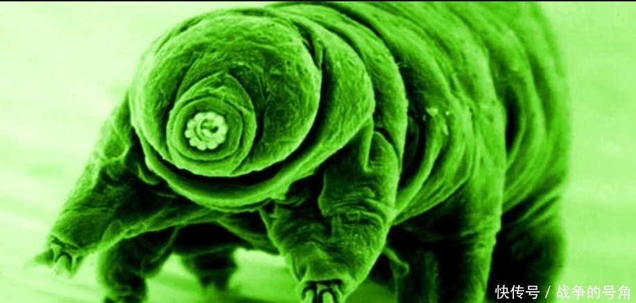 生存 “毛毛虫”要上天,用枪能否送它们去太空并且生存下来