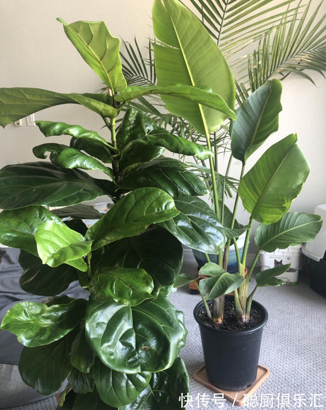 这棵守家树，摆客厅长2米高，霸气又镇宅