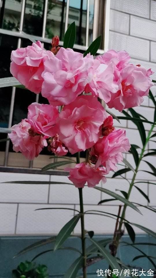 不能放在卧室养的6种花,时间越久对人身体伤害越大,抓紧搬出去