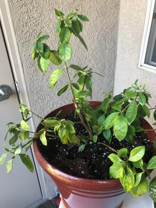 花市买的栀子花很快黄叶、掉叶，花苞还开就凋谢，哪里出错了？