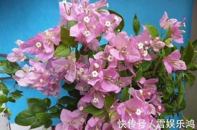 养护|这花名叫“百变小樱”,开起花来“不管不顾”,叶子都不长了!