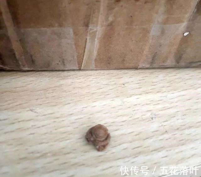 铁子们|去淘宝搜了下“异食癖”，我才知道原来吃土也能上瘾！