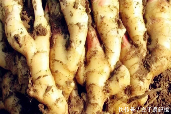 健康科普用生姜擦头皮或洗头能生发是真的吗