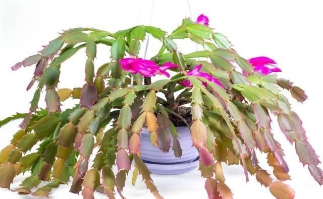 学会|蟹爪兰别放3处养,花量打折扣,学会换位置,收获不一样