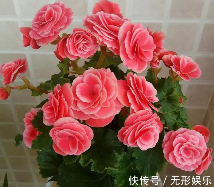 4种花“随手”掐根枝,插土里就活,7天生根,立夏花开爆满盆!