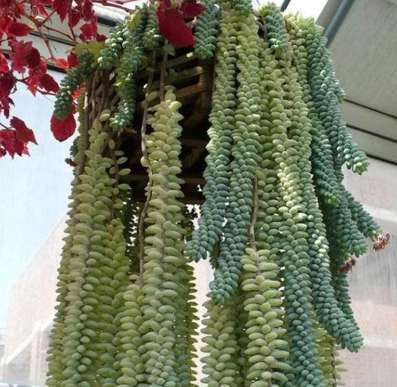 想要多肉瀑布就盆栽佛珠、紫玄月、玉缀，搁在窗台还能遮阴