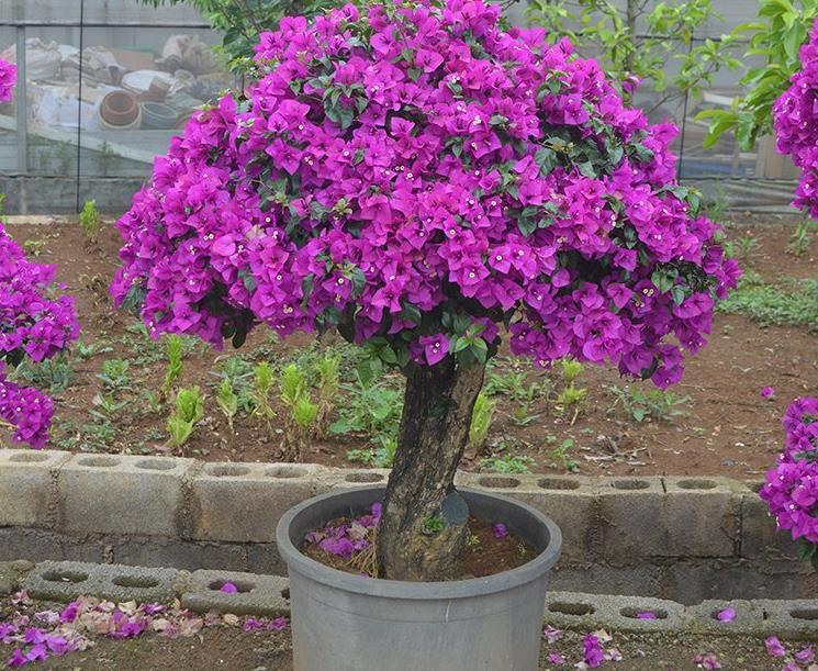 四季|家庭养三角梅,不达到这4个条件,盆栽很难四季开花