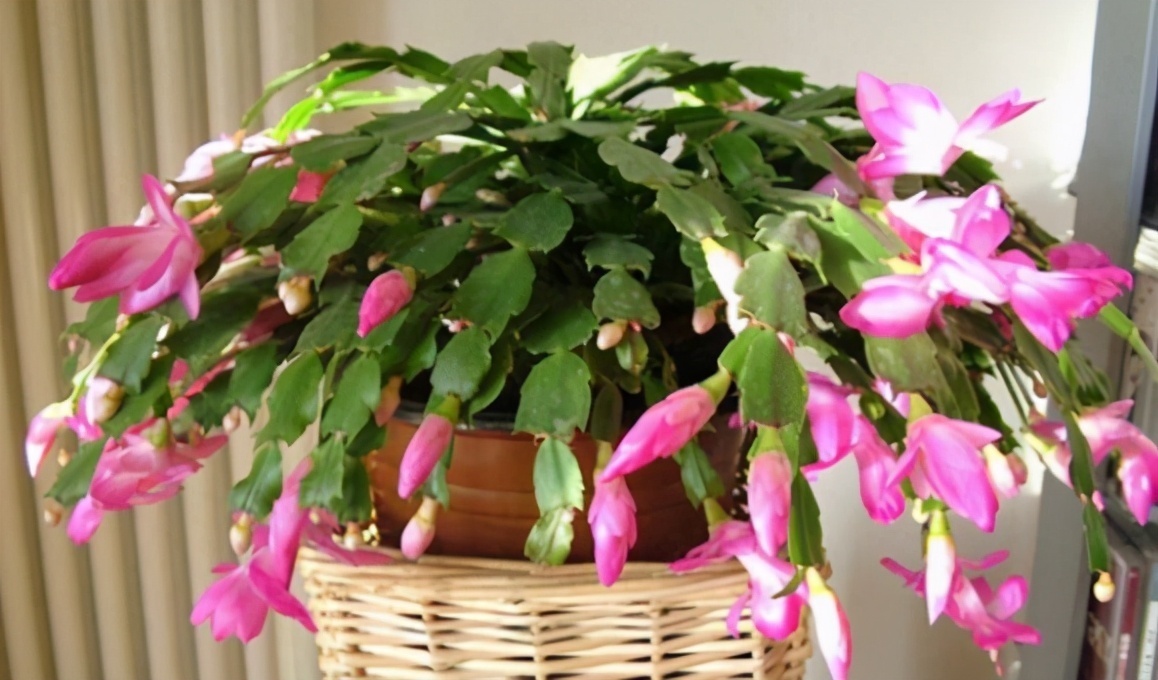 打蔫|害怕蟹爪兰夏季打蔫,告诉你几个关键操作,让它叶片油绿硬挺