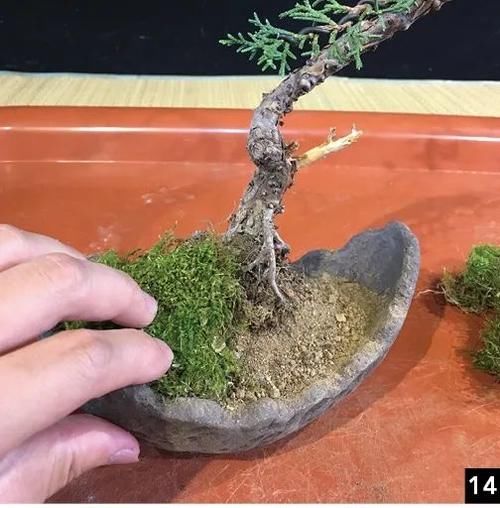 风动式的真柏盆景婀娜多姿，撩得我手定要上手一试！