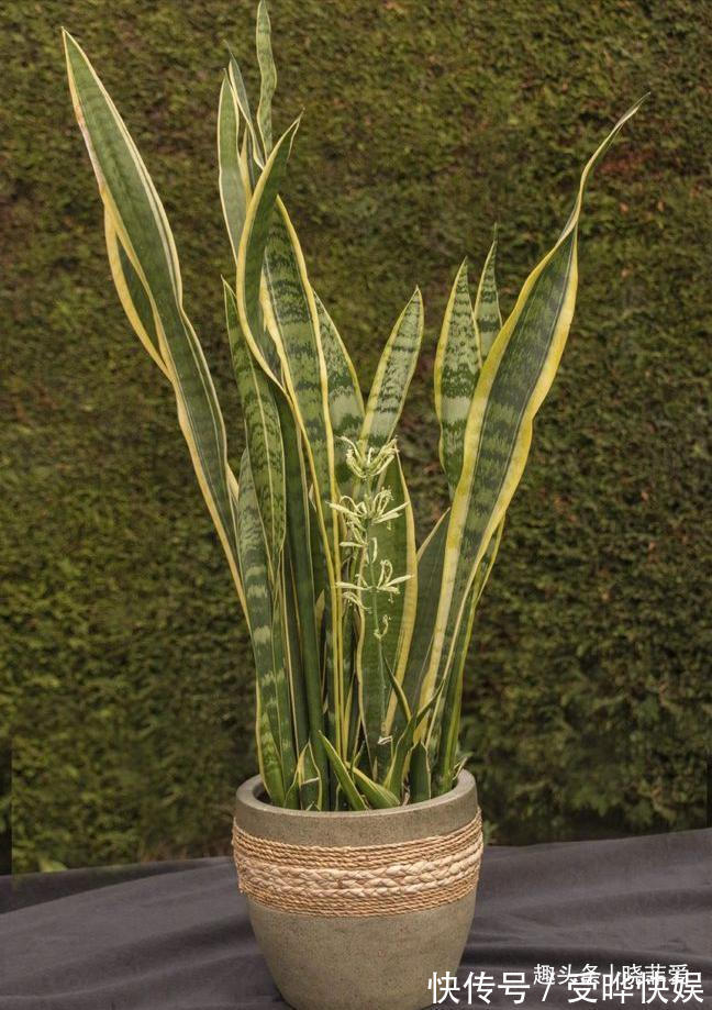 新根|4种“吉利花”,被水浇死了不要扔,简单处理又能长满盆