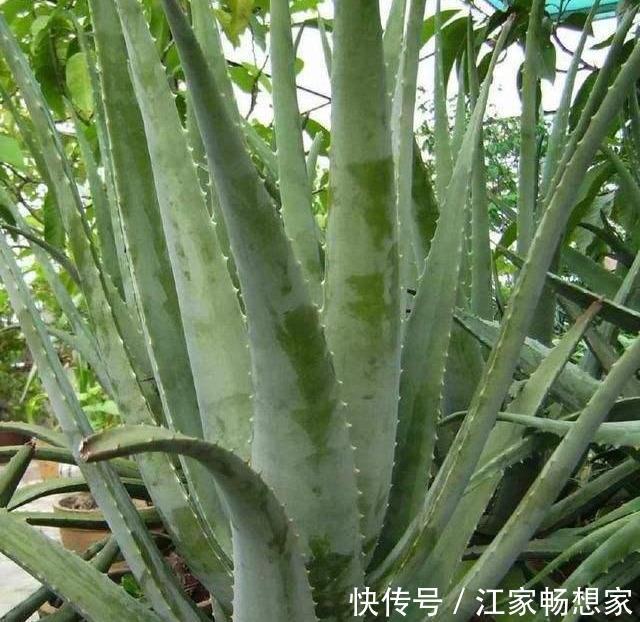 芦荟也能养成“老树桩”，枝干比人高，做菜美容用一年