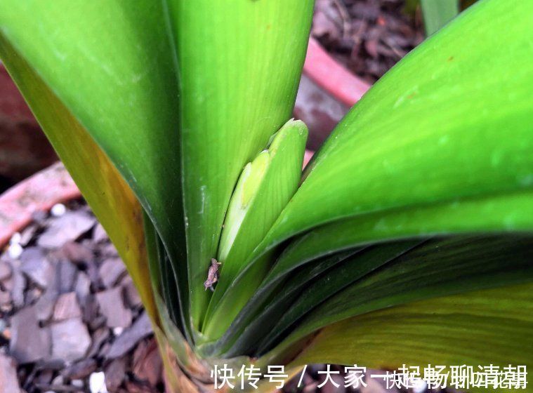 5种花，冬天再干燥也不能“喷水”，不注意黄叶黑斑、烂花苞