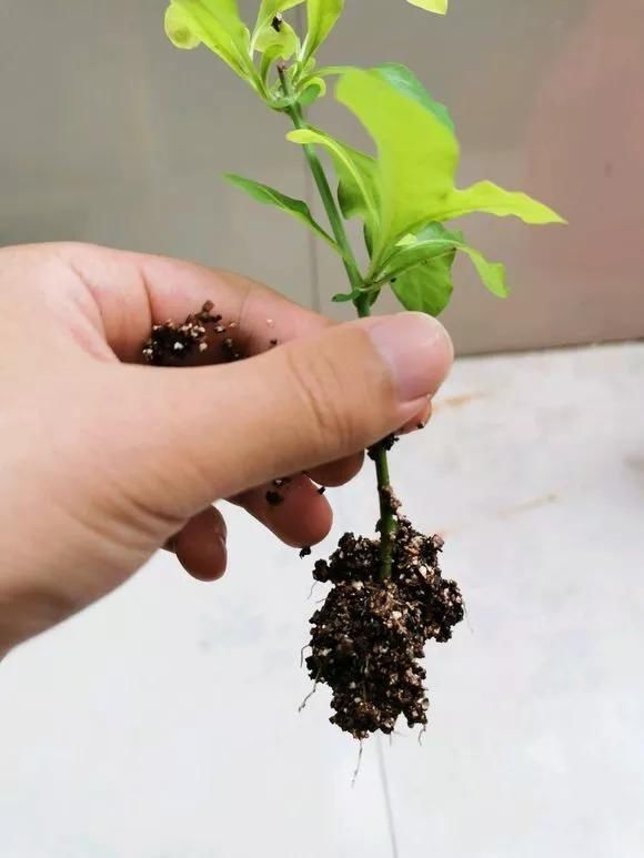 趁天|4种“残花梗”,趁天热赶紧剪,插土里10天生根,很快爆芽