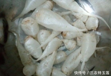 土人参|农地里的“水晶萝卜”,总被当野草拔除,其实是种珍贵“土人参”