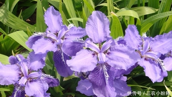 像蝴蝶翩翩飞舞,还是自由的象征,制作香水常用物,它就是鸢尾花