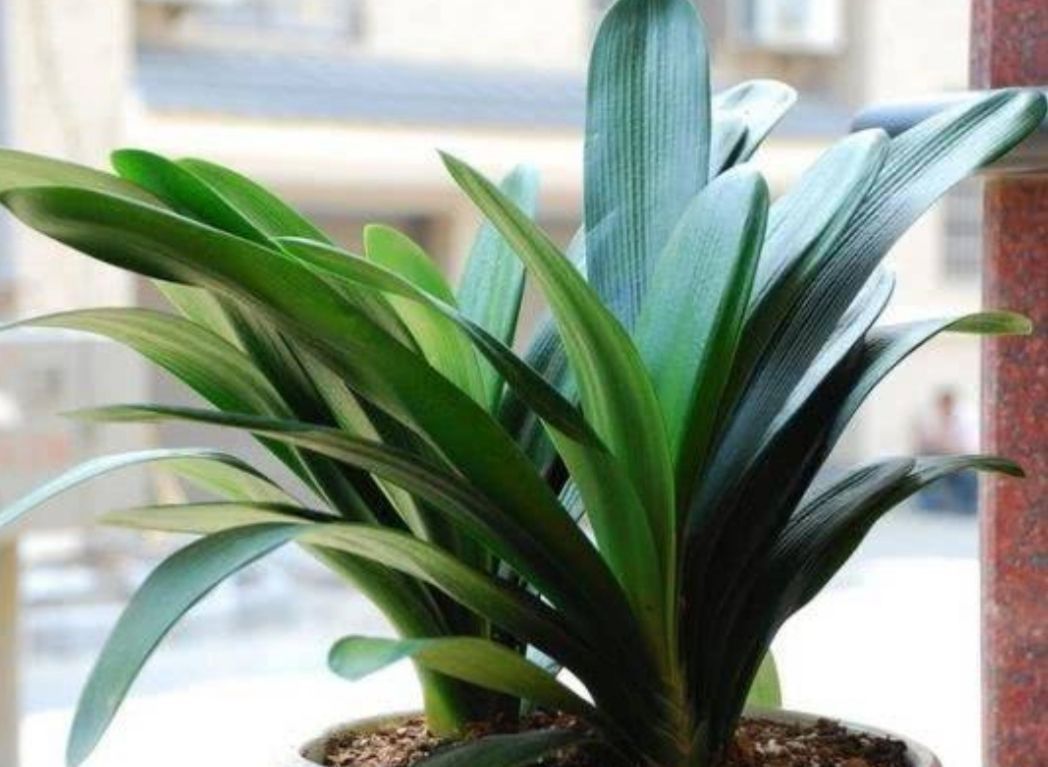 肥厚|养君子兰盆栽,掌握好四个要素,叶片肥厚,早开花