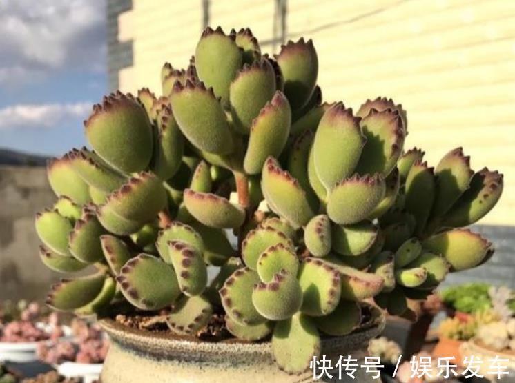 叶子|秋季天气渐凉,养多肉盆栽它们正合适,沾土就活,株型美