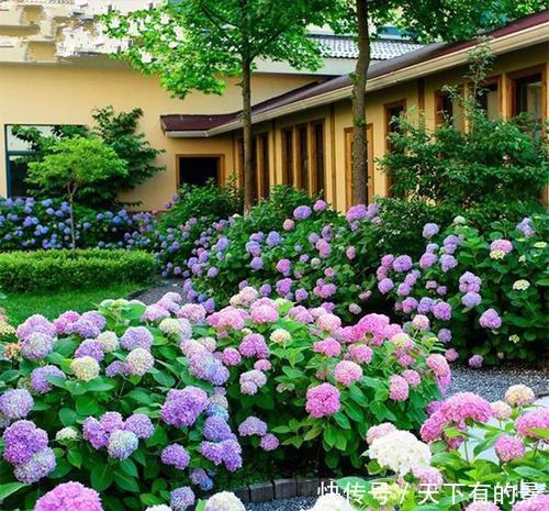 浇水|养绣球花有“三忌”，难怪黄叶开花少，大部分花友都做错了