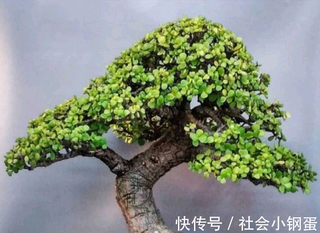 出锦的金枝玉叶能购买吗?自然状态下金枝玉叶怎样才能出锦?