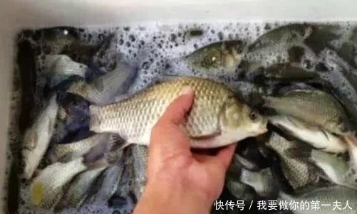 冬季|偷学高手的3个冬季钓鲫鱼招数,没想到还真管用,钓鱼人士的福利