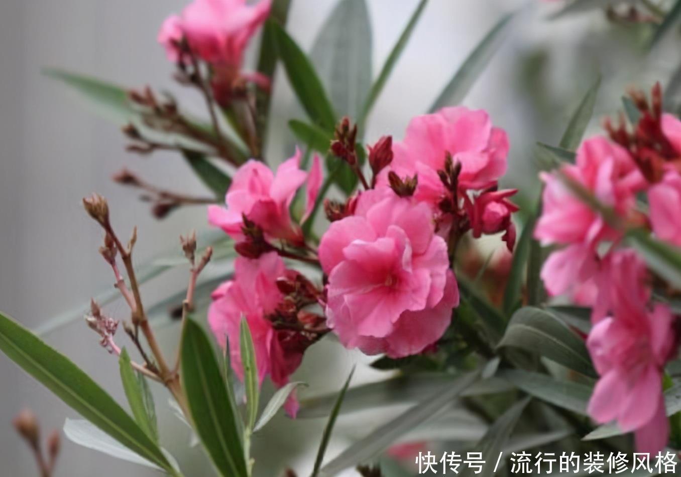 民间七大毒花,别让这些花毁了你的健康