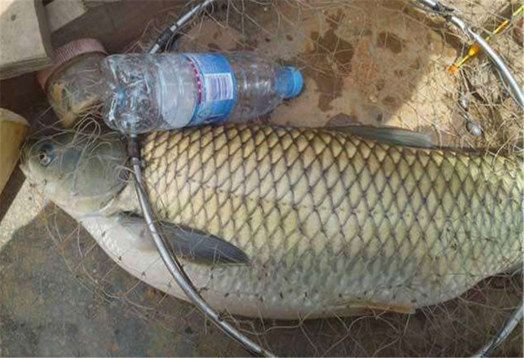 又到了钓草鱼的黄金季节,这2种天然饵料别错过,方便简单效果好