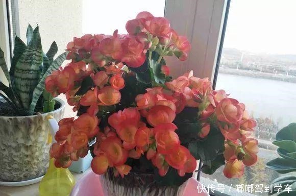 公认“最难养”的3种花，养一盆死一盆，看看你家有没有！