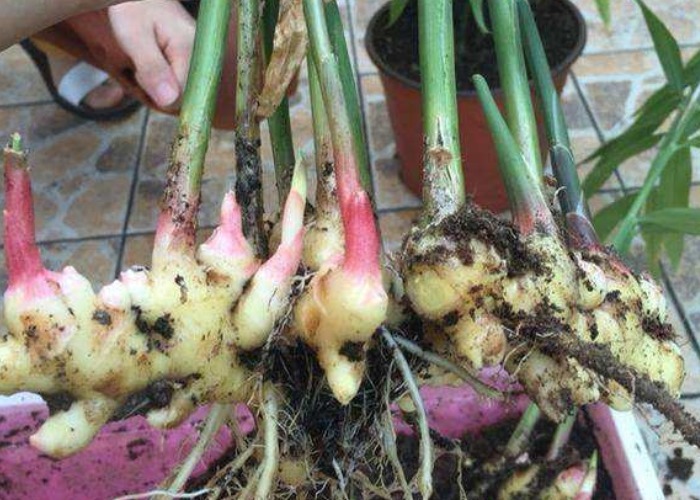 家中的油桶别扔了,里面丢一块姜,浇点水给点肥,一年收获一大盆