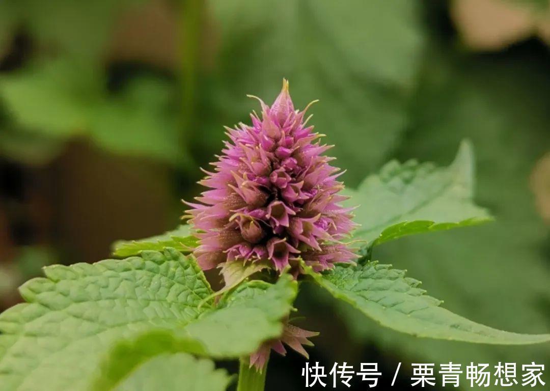 薄荷|7种花插土里,立马长满院子,蚊虫不敢靠近!