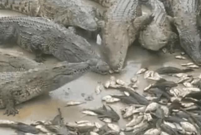 直呼|清道夫终结者来了,成吨清道夫被瞬间吃完,网友直呼过瘾