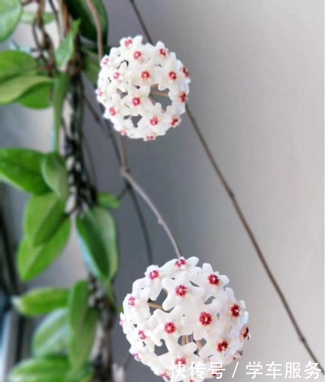 3种花,就得趁现在扦插,再晚就不生根了!3种花,就得趁现在扦插,再晚就不生根了!