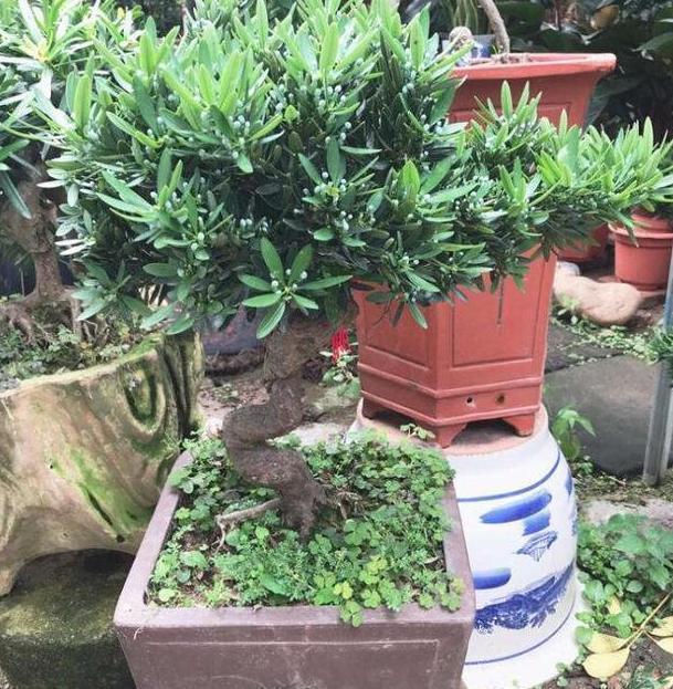 盆栽|这3款植物特适合居家盆栽,时间越久价值越高,还容易养活