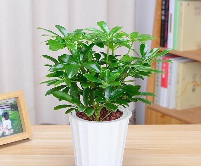 这几种高档花,摆在客厅,高级不失优雅感,养护简单四季常绿