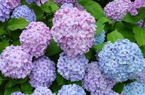 漂亮|有个小院子,养上4种花,花量大,花期长,全年开花300天