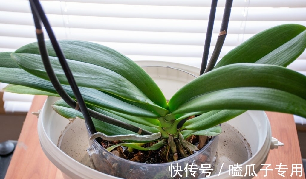 做对了这几件事，蝴蝶兰能养100年