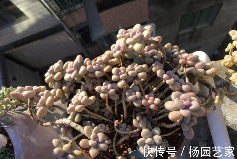 悬崖|喜欢悬崖桩多肉选它，叶片肥厚上色美，茎秆粗壮易爆头