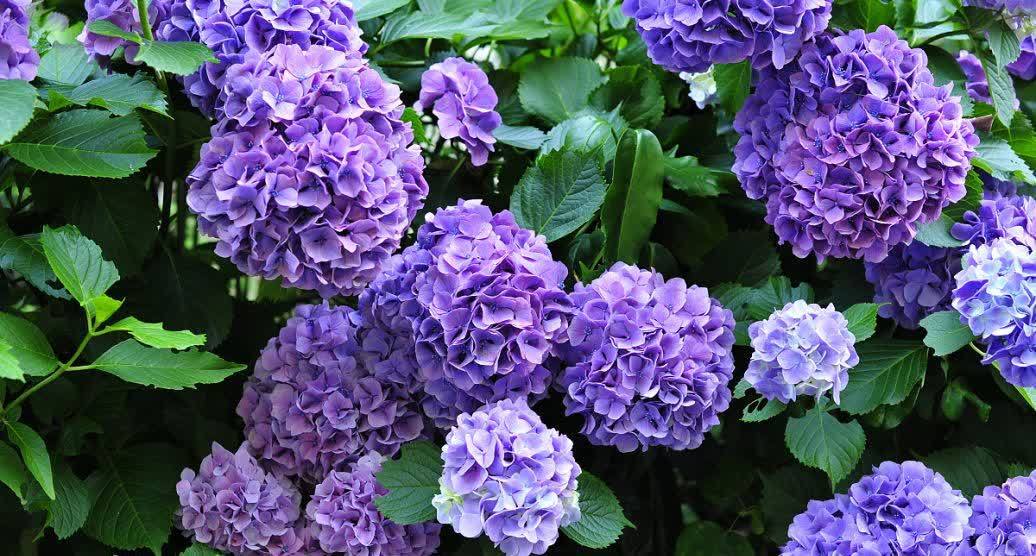 一年不见,姥姥家的小阳台种上了几十盆花,开出花海美极了!