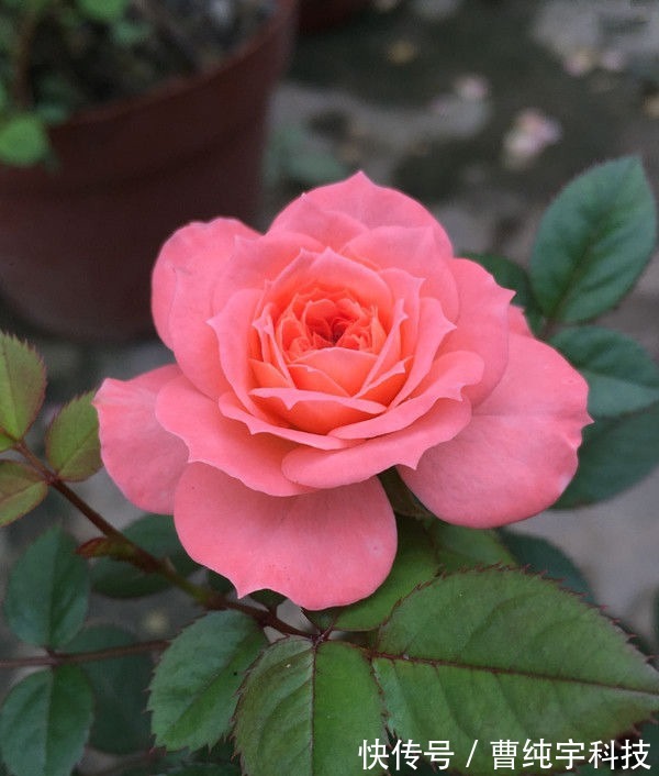 喜欢养花,不如养盆网球花,花色艳丽,花开密集四射如球,特别美