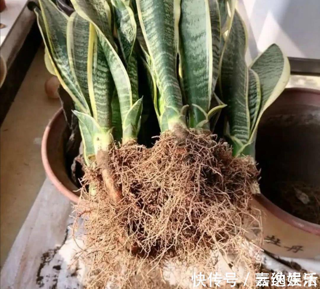 施肥|养虎皮兰不用施肥,教你2个方法,让它长得枝叶繁茂