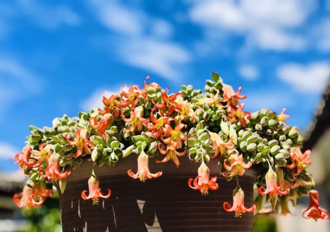 家里养盆它,挂窗边垂下2米绿窗帘,一开花更美!